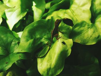 Close-up of insect on plant