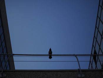 Low angle view of birds perching on cable