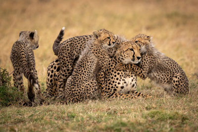 Cubs nuzzle cheetah in grass beside another