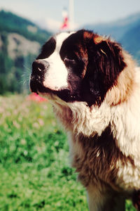 Close-up of saint bernard looking away while standing on field