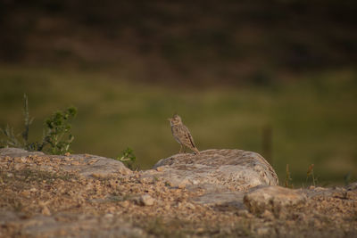 Close-up of a bird on rock