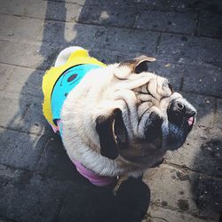 Close-up of a dog