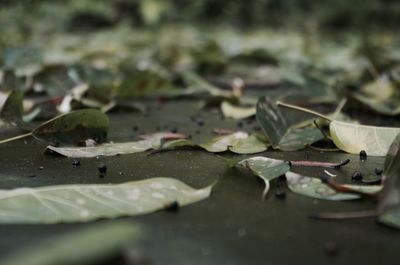 Close-up of leaves on ground