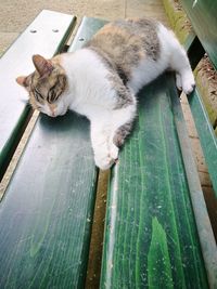 High angle portrait of cat