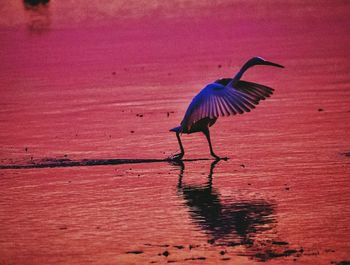 Bird on lake