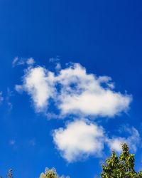 Low angle view of trees against blue sky