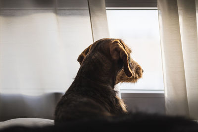 Dog looking through the window sitting at home