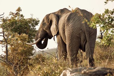 Elephant on field