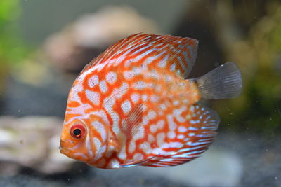 Close-up of fish swimming in sea