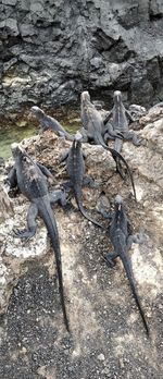 High angle view of driftwood on rock