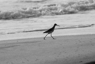 Bird on beach