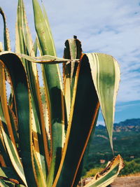 Close-up of crab on beach against sky