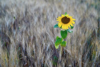 Close-up of yellow flowering plant on field