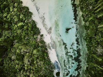 High angle view of trees by sea