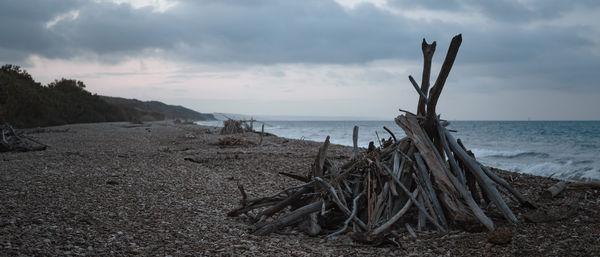 Driftwood on beach against sky