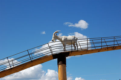 Low angle view of goat crossing a bridge