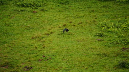 View of sheep on grassy field