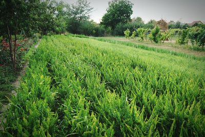 Scenic view of agricultural field