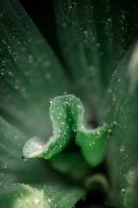 Close-up of water drops on plant