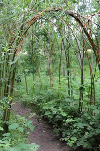 Trees growing in park