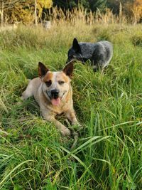 Portrait of dog on field