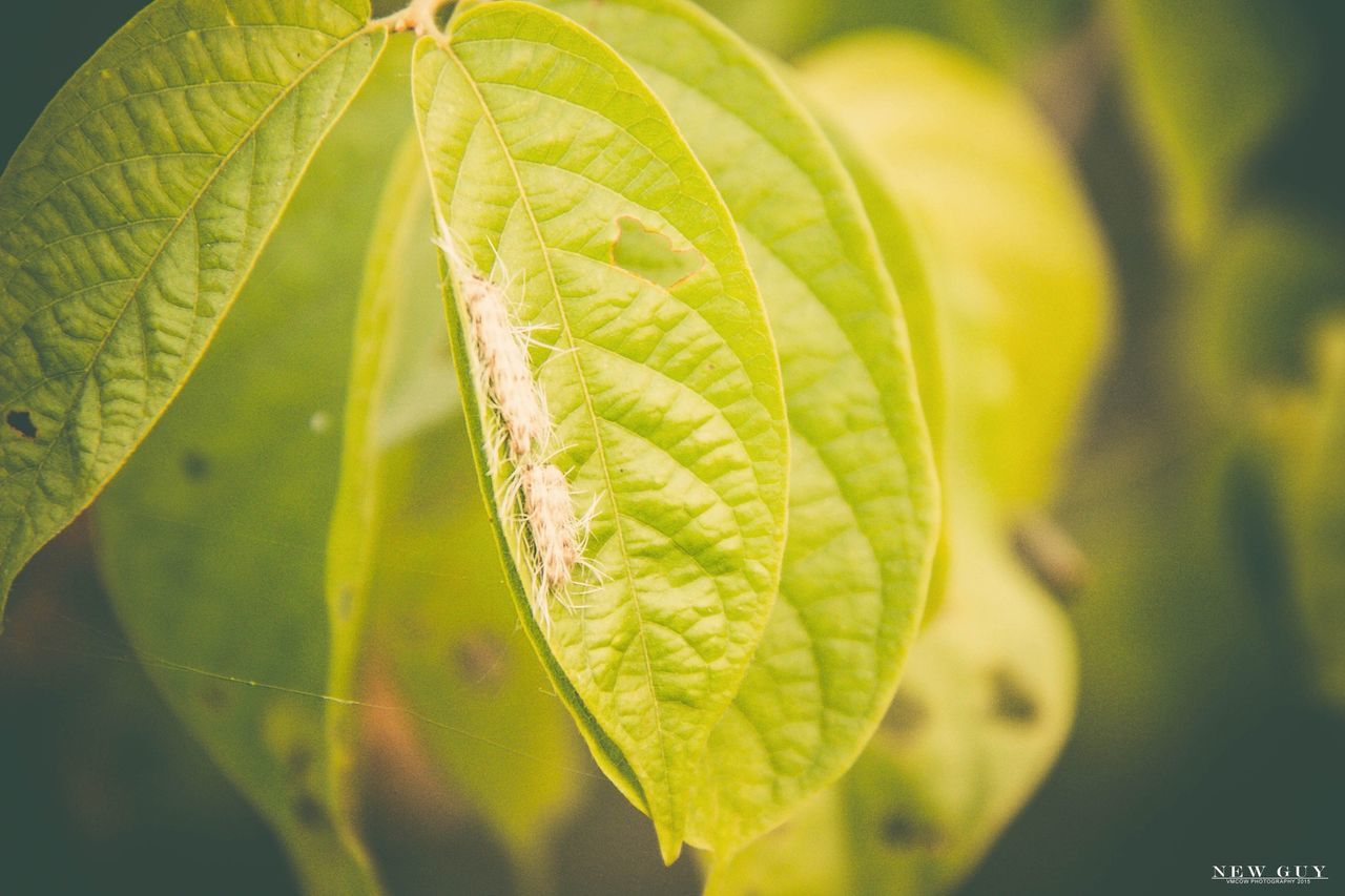 leaf, green color, close-up, leaf vein, growth, freshness, plant, nature, drop, focus on foreground, beauty in nature, leaves, water, fragility, green, natural pattern, wet, selective focus, no people, day