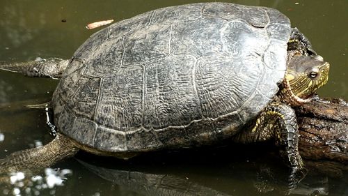 High angle view of turtle in water