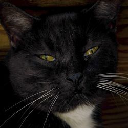 Close-up portrait of black cat