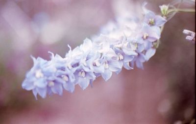 Close-up of flowers against blurred background