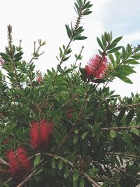 Close-up of red flowering plants against sky