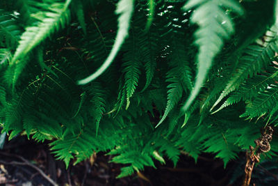 High angle view of fern leaves