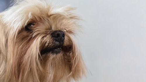 Close-up of dog against white background