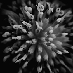 Macro shot of flower blooming against black background