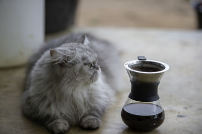 Close-up of cat sitting on table