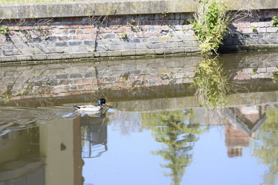 Reflection of birds in water