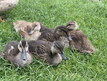 High angle view of ducklings on field