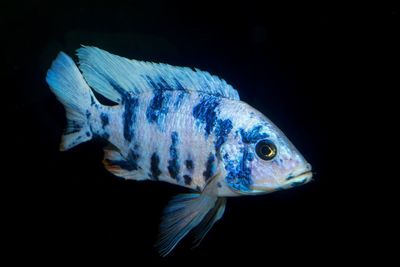 Close-up of fish swimming in sea