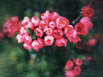 Close-up of pink flowers