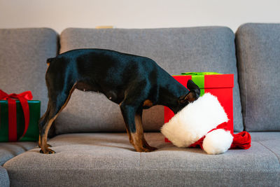 Dog relaxing on sofa at home