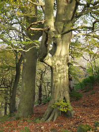 Trees in forest