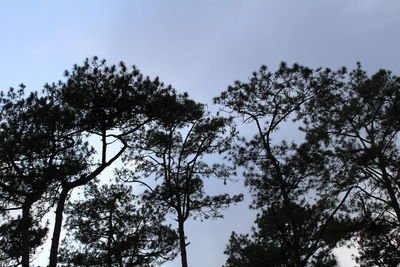 Low angle view of trees against sky