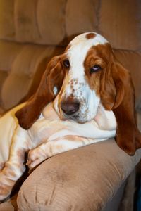 Close-up portrait of dog relaxing at home