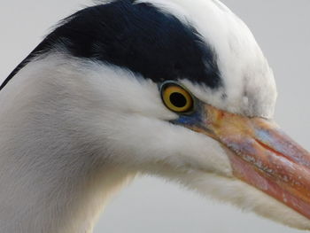 Close-up of a bird