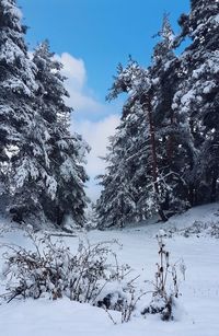 Trees on snow covered field against sky