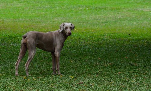 Dog on field