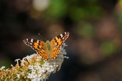 Close-up of butterfly pollinating on flower