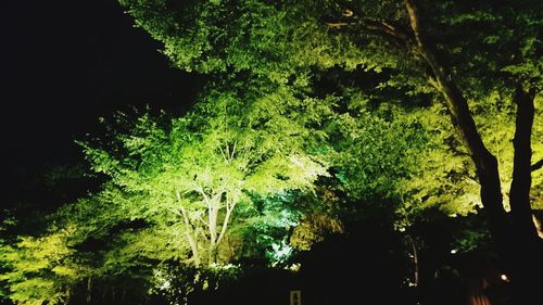 Low angle view of trees at night