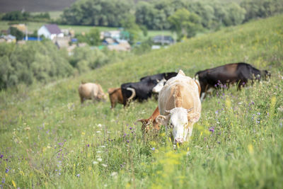 Sheep grazing in field