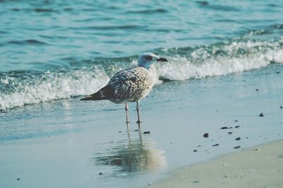 Bird on sea shore