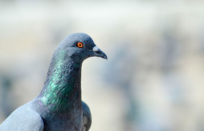 Close-up side view of a bird